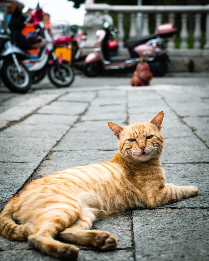 cat, mammal, street, animal, orange cat, pet, lying, eye catcher, eye contact