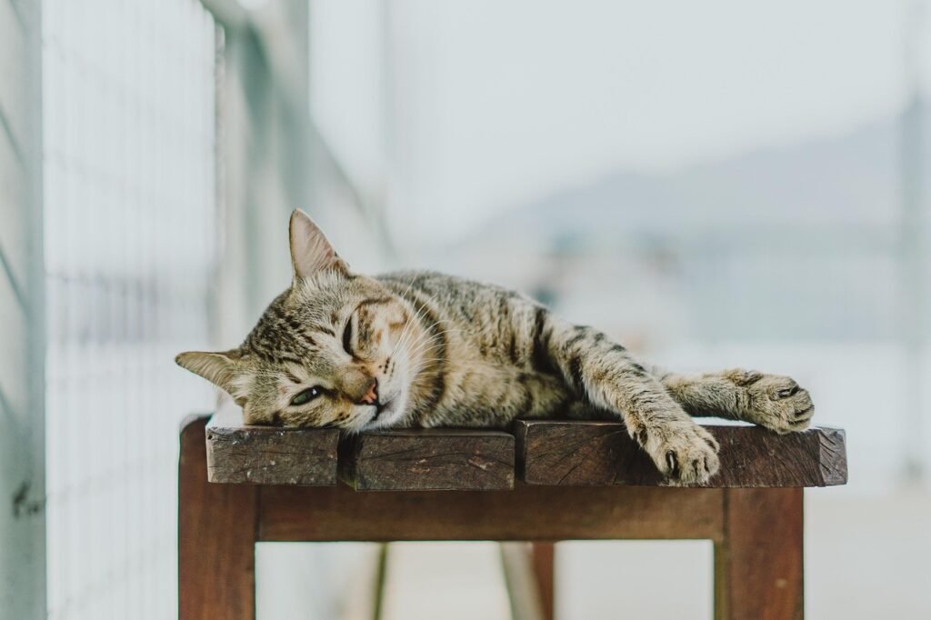 cat, nature, animal, pet, lounging, feline, domestic cat