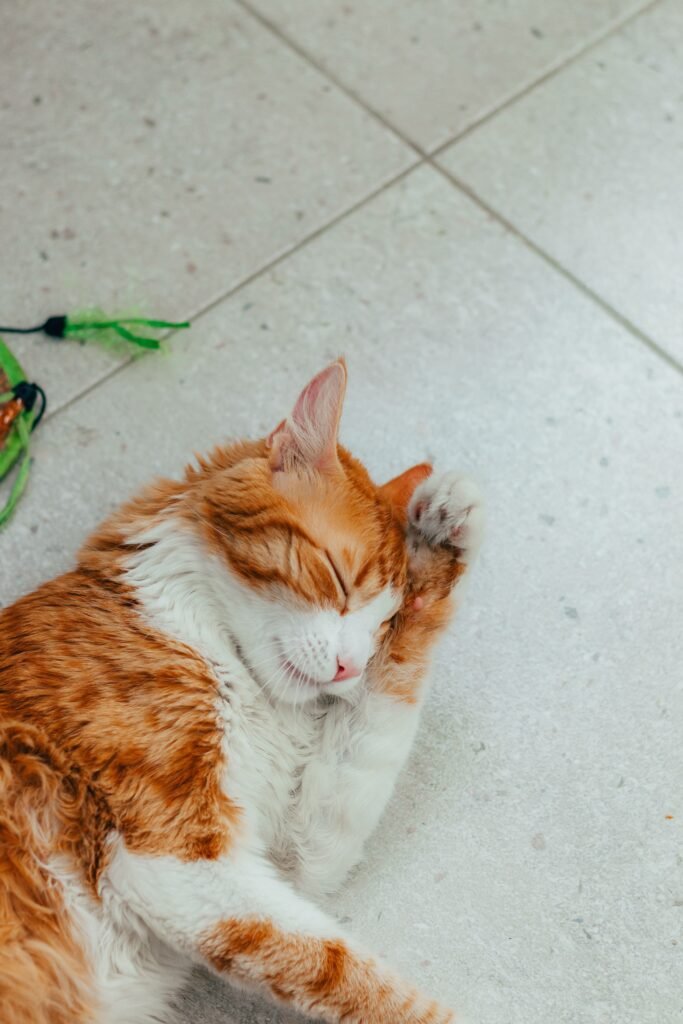 An adorable orange and white cat resting on a tiled floor, showcasing its cute, relaxed posture.