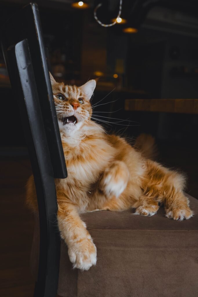 Ginger cat looking annoyed while lounging on a chair in a cozy indoor setting.