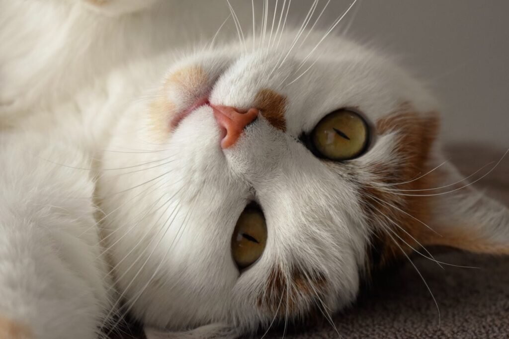 Charming close-up of a tabby cat lying comfortably with a playful expression.