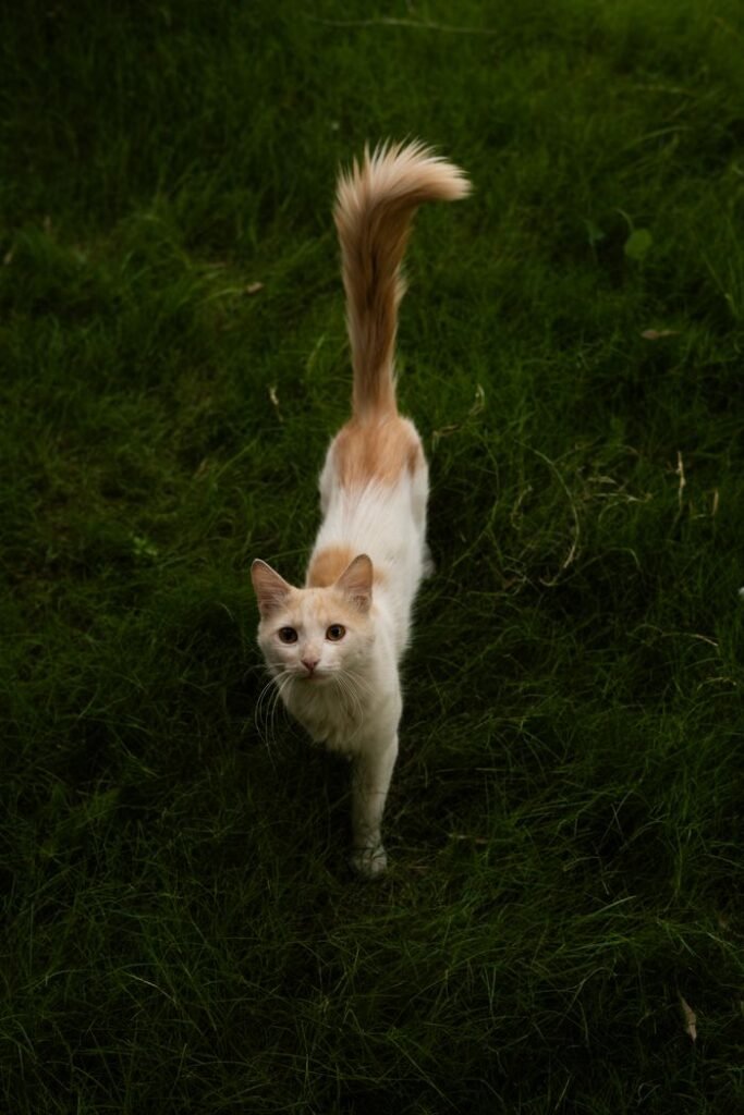 A cute cat with a long tail exploring green grass outdoors in Baghdad, Iraq.