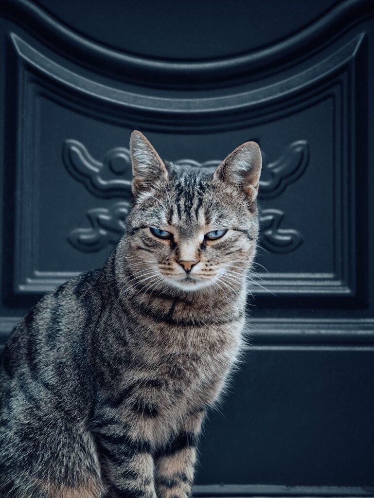 Close-up portrait of a domestic tabby cat with expressive eyes against an ornate background.