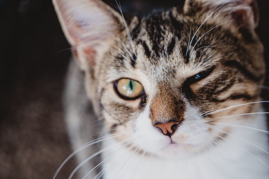 Adorable close-up of a tabby cat winking with focus on its face and whiskers.