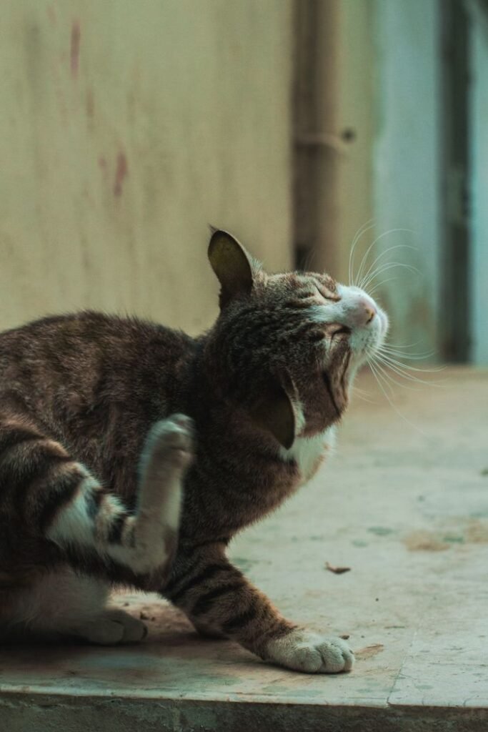 A curious cat scratching itself outside on a concrete surface.
