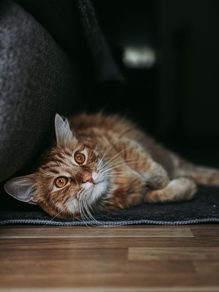 Adorable orange cat with striking eyes lounging in a cozy indoor setting.