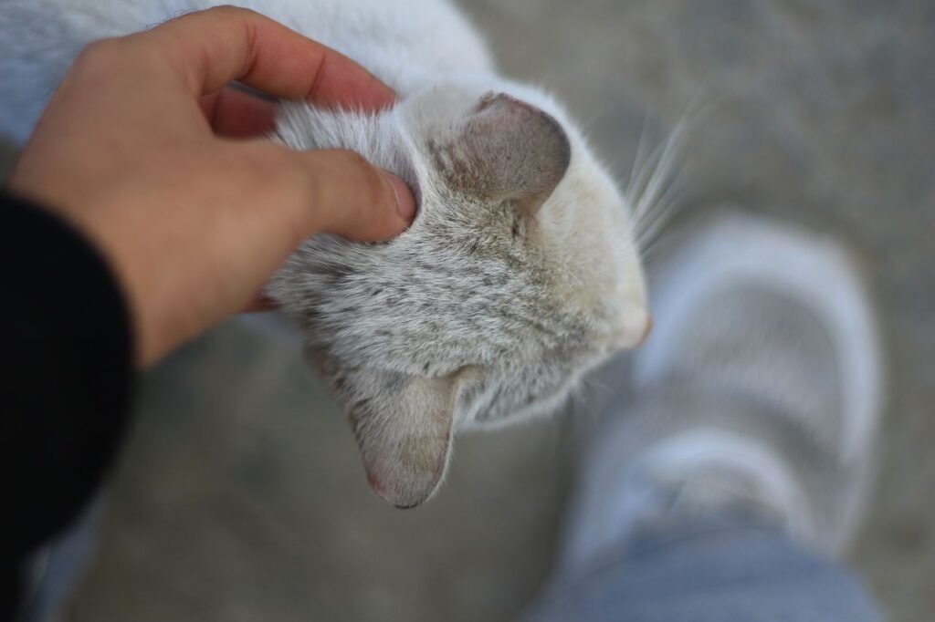 A close-up shot of a hand petting a light gray cat with blurred background.