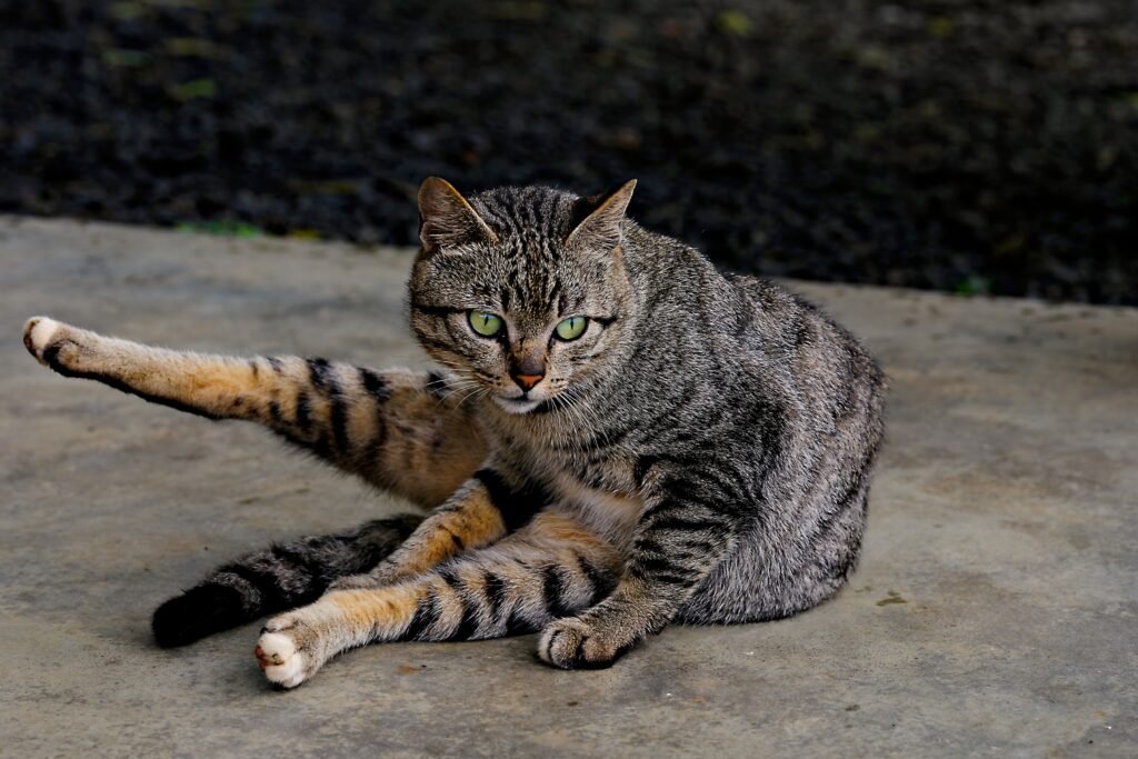 A tabby cat sitting comfortably on a pavement, showcasing its playful nature outdoors.