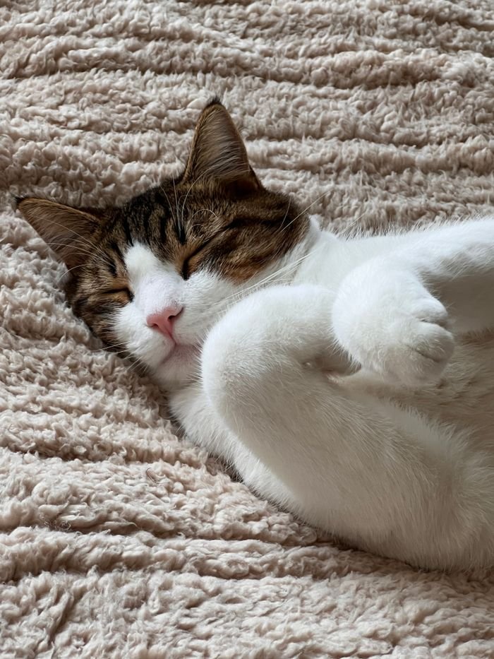 A cute tabby cat sleeping peacefully on a soft, textured blanket indoors.