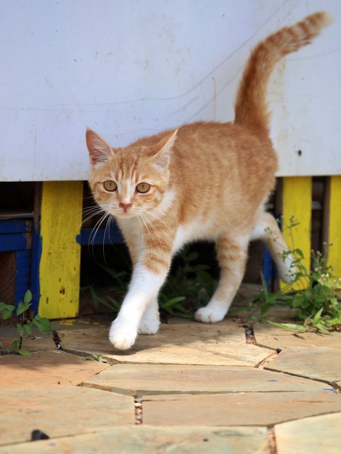 Adorable orange tabby cat walking on patterned stone path outdoors in Kunming, Yunnan, China.