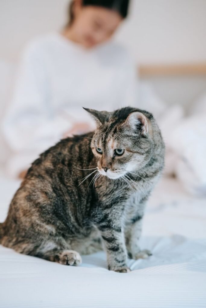 A cute tabby cat sitting on a soft bed with a blurred person in the background.