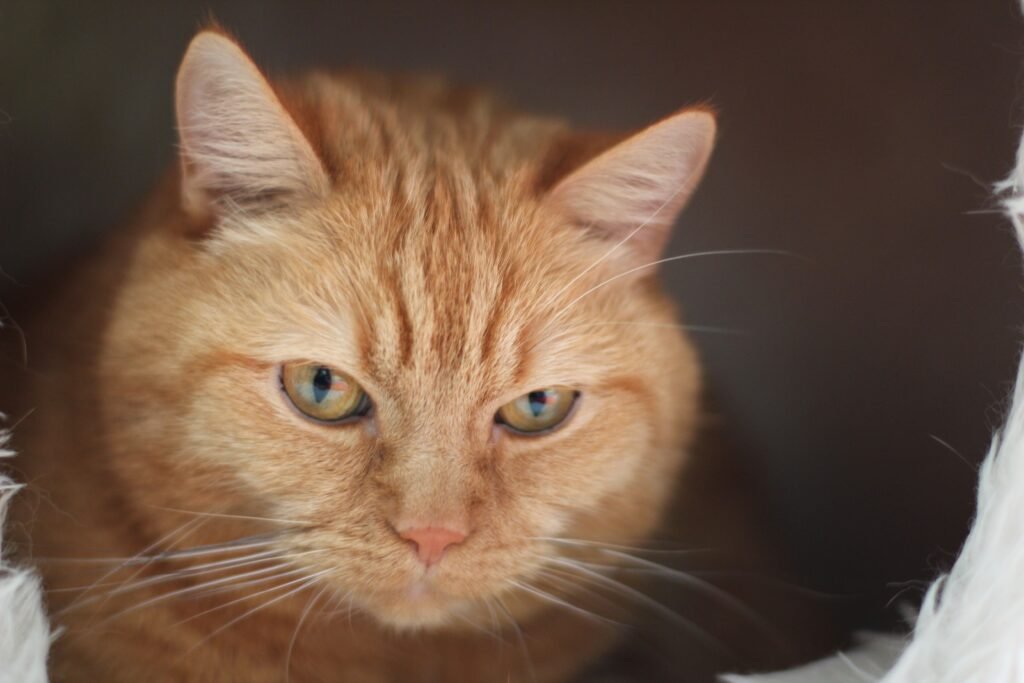 A close-up shot of a ginger domestic cat with green eyes and fluffy fur. Perfect for pet-themed content.