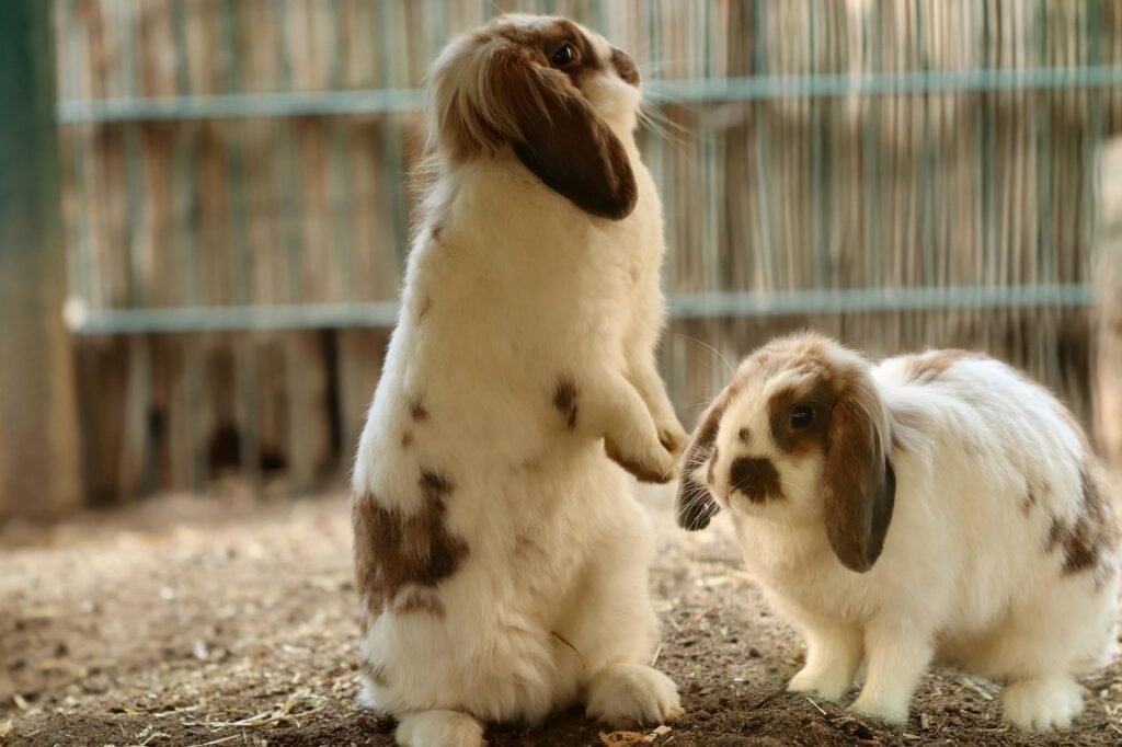 rabbits, nature, ram rabbit, fur, lop ears, pets, wildlife, mammals, cute, animals