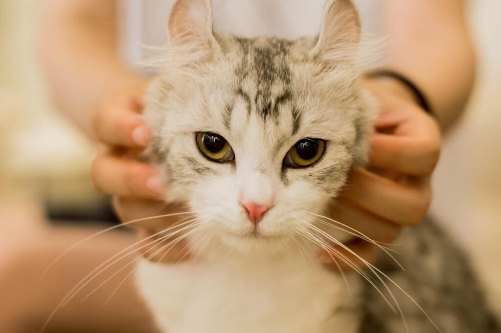 cat, animal, look at, nature, stroking, pet, home