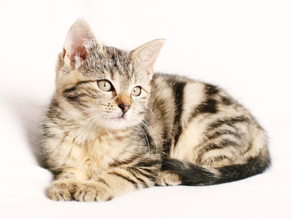 Why Do Dogs Make Better Pets Than Cats? cat, kitten, pet, striped, young, feline, animal, cat portrait, domestic, domestic cat, tabby, tabby cat, isolated