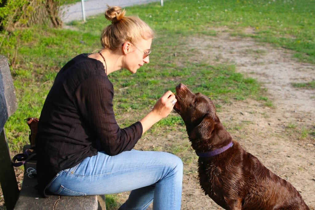 human, pet, animal, dog, dog owner, nature, reward, feeding
