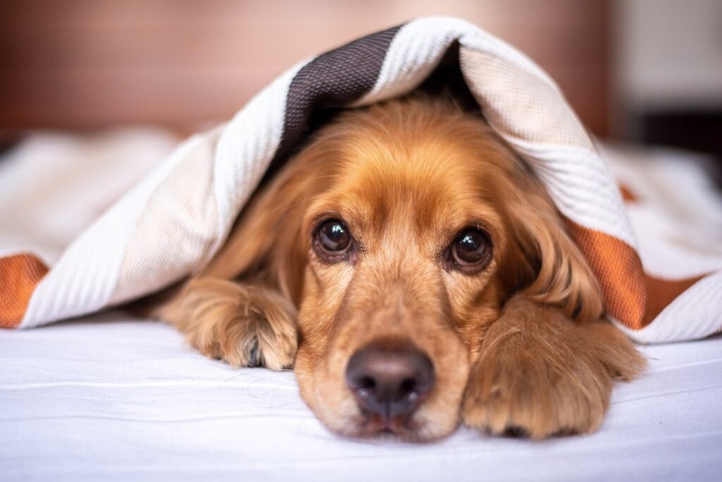 Why Do Dogs Make Better Pets Than Cats? english cocker spaniel, dog, puppy, blanket, pet, pup, young dog, animal, domestic dog, purebred, nature, furry, canine, mammal, friend, cute, adorable, bed, bedroom, portrait