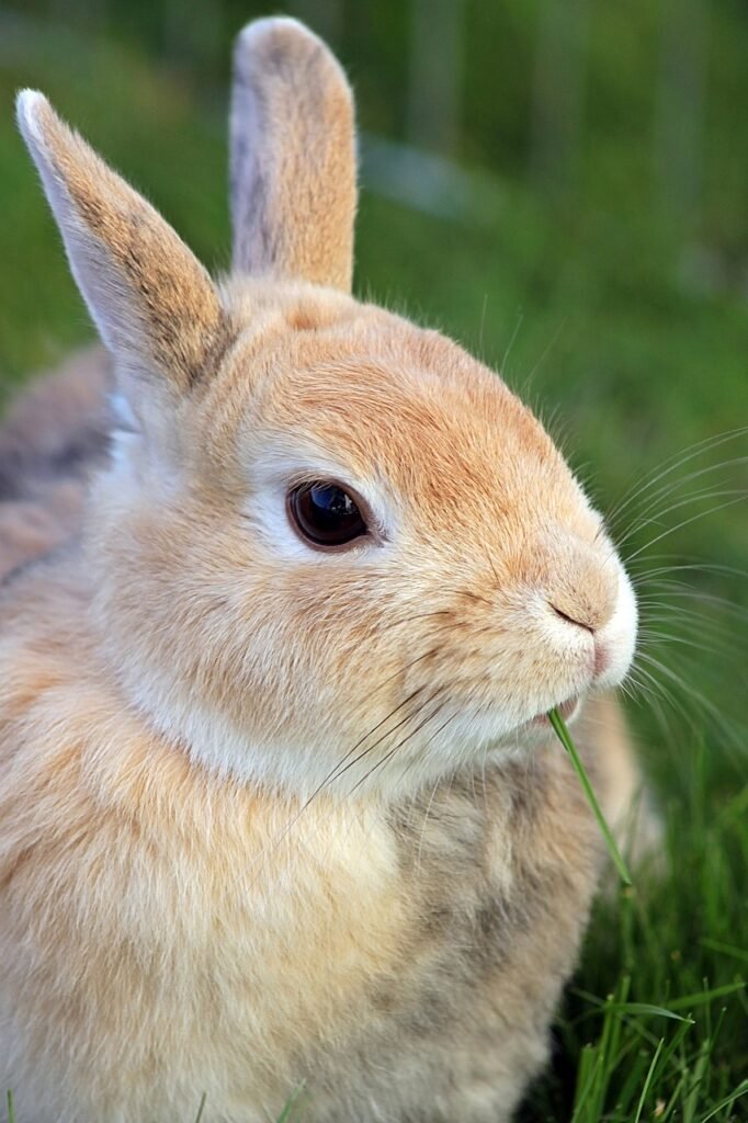 rabbits, dwarf rabbit, dwarf bunny, rabbit, wildlife, easter, nature, animal, rabbit, rabbit, rabbit, rabbit, rabbit
