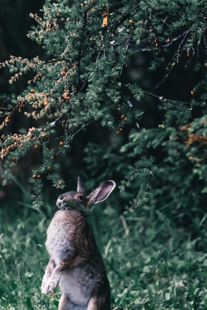 A curious wild rabbit stands under a lush evergreen tree, nibbling leaves.