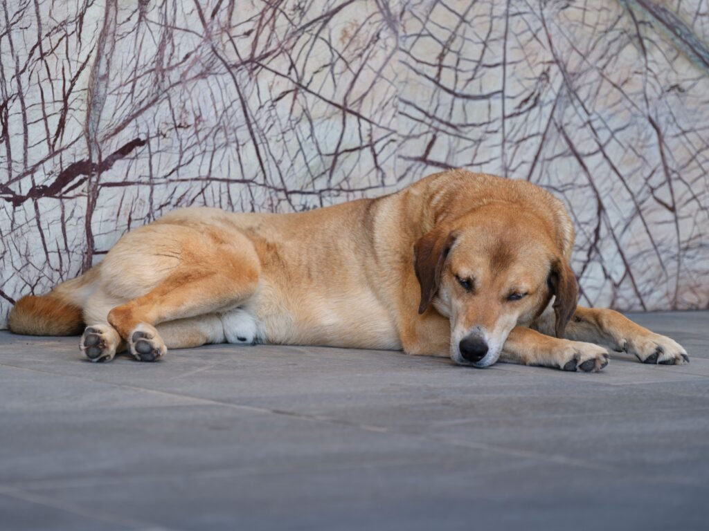 Are Chicken Gizzards Good for Dogs? A peaceful dog resting on an indoor floor against a textured wall.