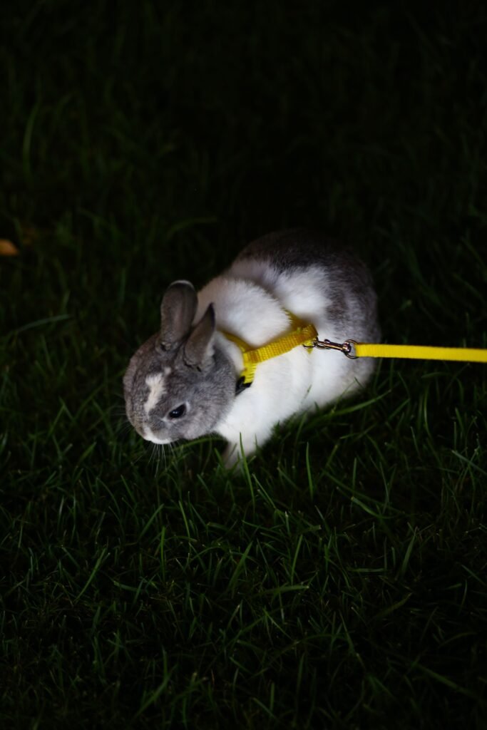 Adorable rabbit on a yellow leash sitting on grassy lawn at night.