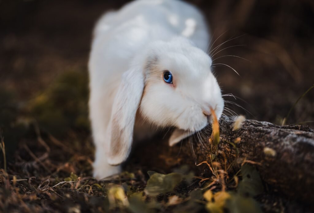 Adorable white rabbit with blue eyes nibbling on a twig in a natural setting.