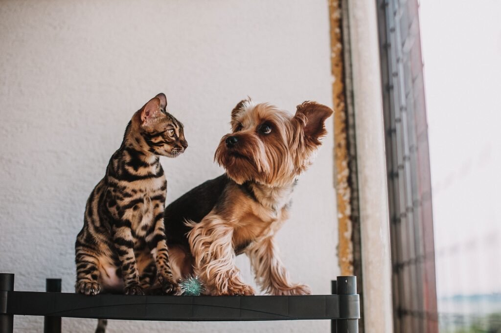 Why Do Dogs Make Better Pets Than Cats? A Bengal cat and Yorkshire Terrier sit together on a shelf by a window, showcasing pet companionship.