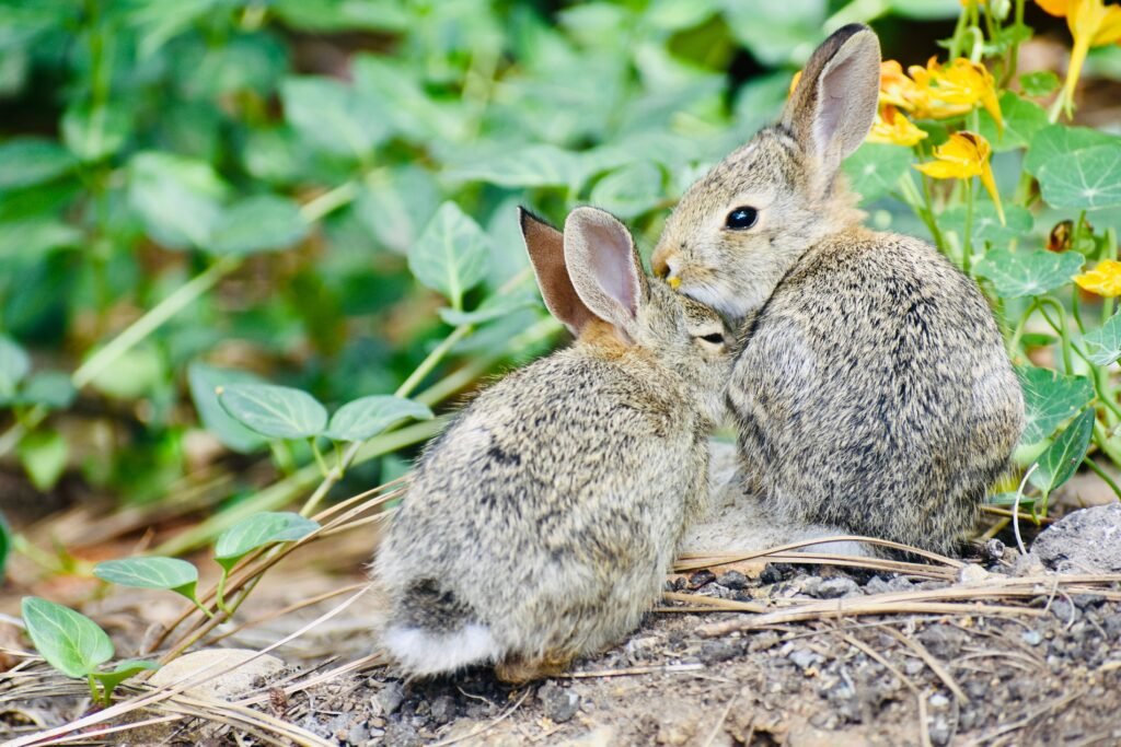 Two cute rabbits cuddling among green plants and yellow flowers outdoors.