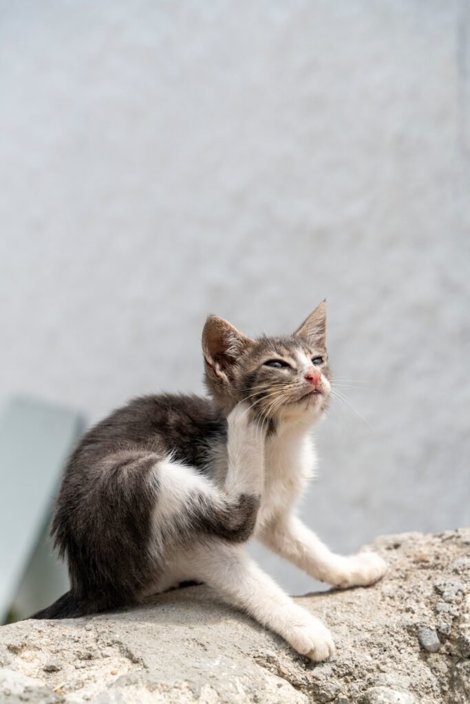 Adorable kitten sitting outdoors on a rock scratching its ear under sunlight.