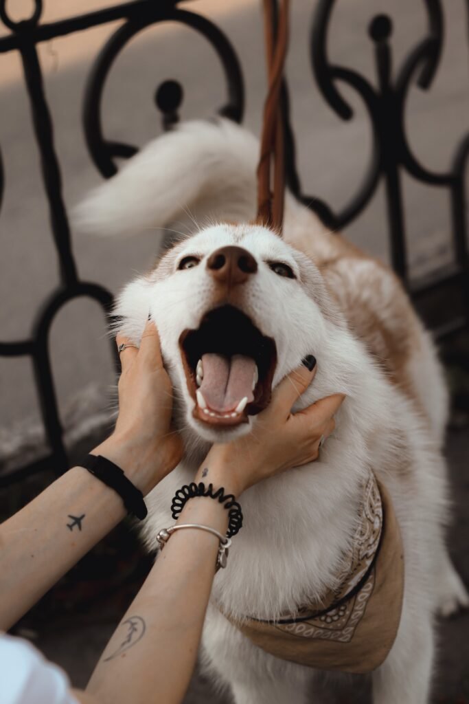 A joyful husky dog being lovingly petted by a person outdoors.