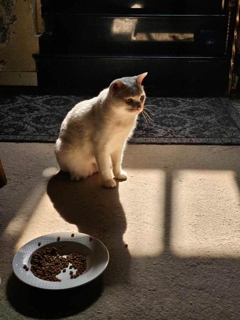 White cat sitting on a carpet near a bowl of dry food, illuminated by sunlight.