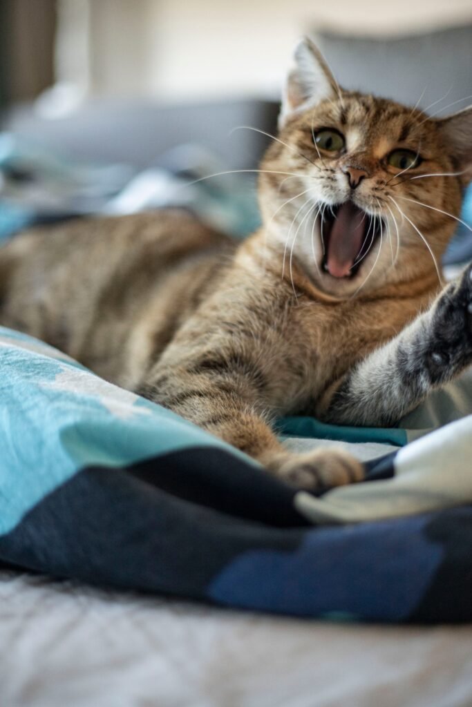 Cute gray tabby cat yawning on a bright patterned bed indoors.