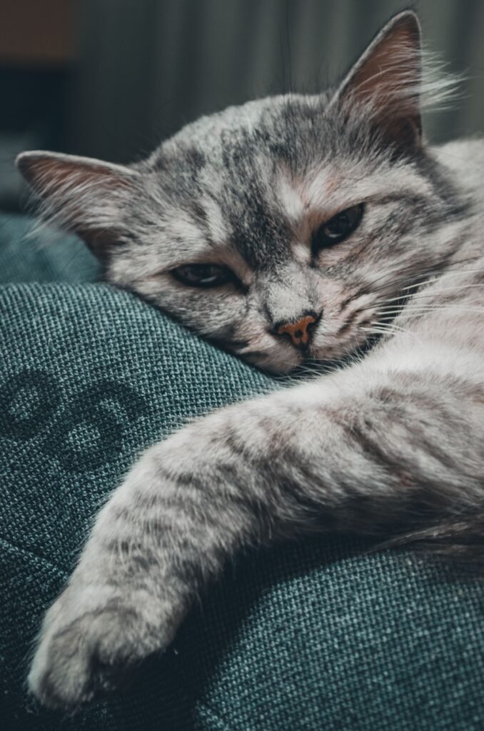 Grey domestic cat comfortably resting on a blue pillow indoors. Perfect for pet lovers