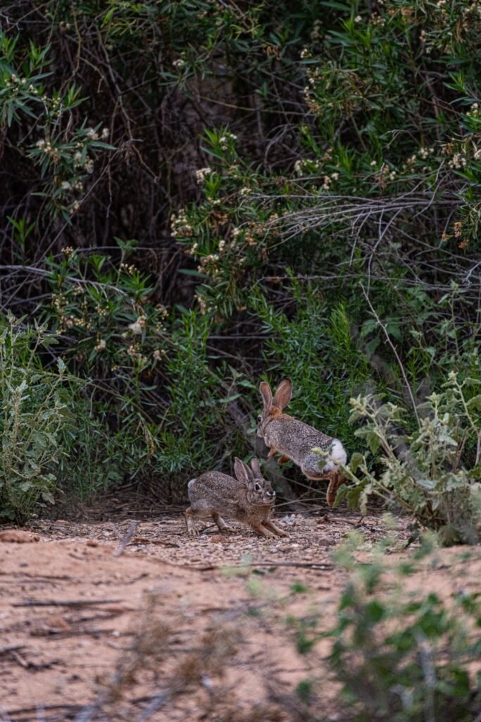 Two wild rabbits in a lush forest setting displaying life in nature.
