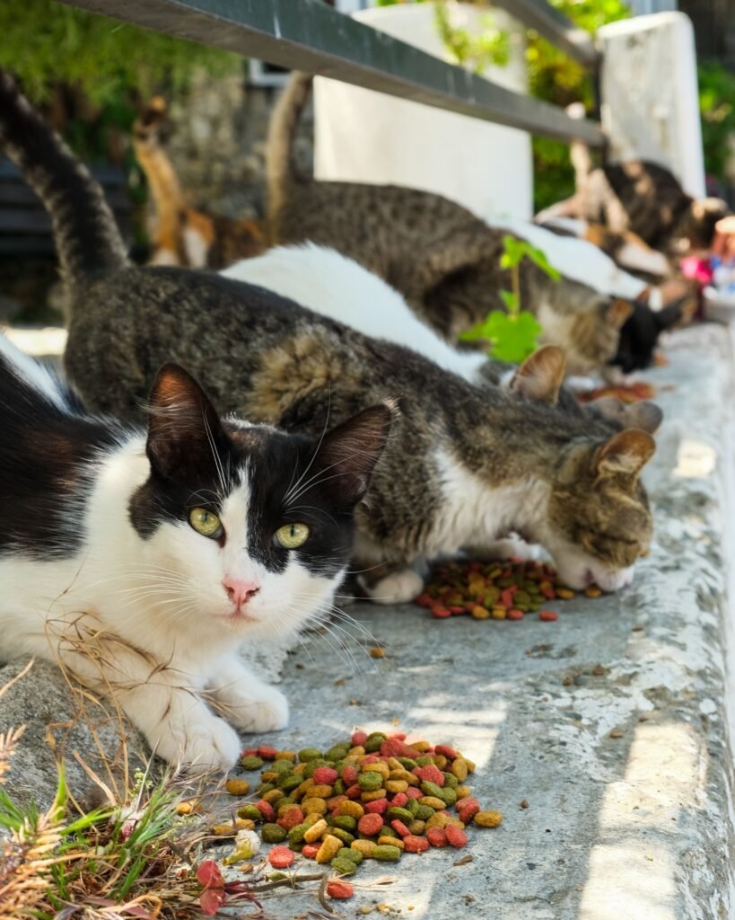 Stray cats gather on a pavement to eat dry cat food on a sunny day.