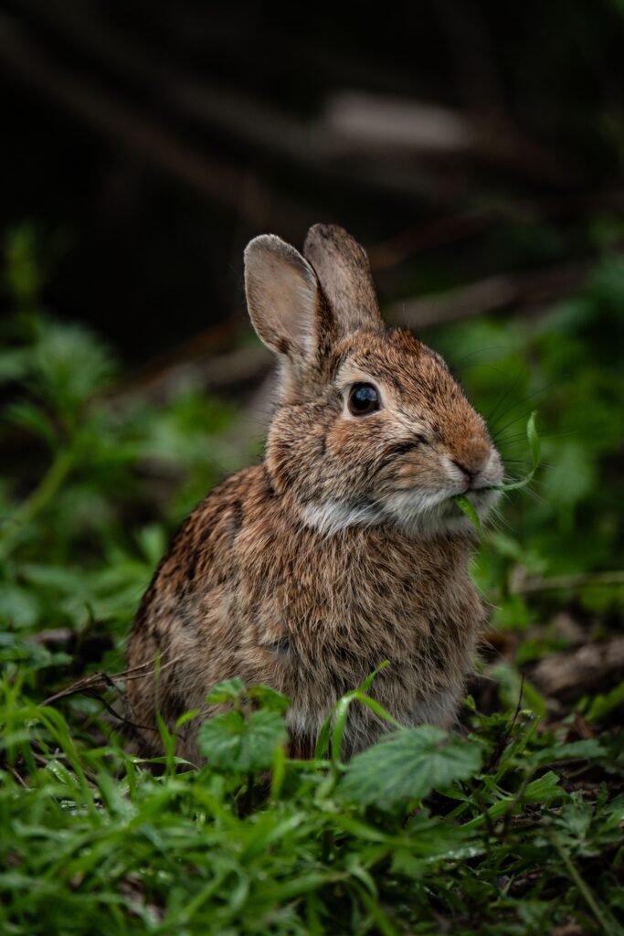 Cute brown rabbit in a lush green forest, showcasing wildlife charm.