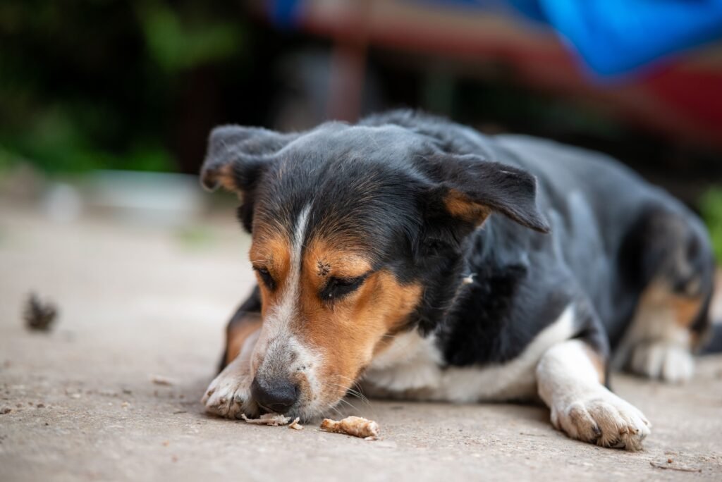 Are Chicken Gizzards Good for Dogs? Cute dog lying on the ground eating outdoors, showcasing its natural behavior.