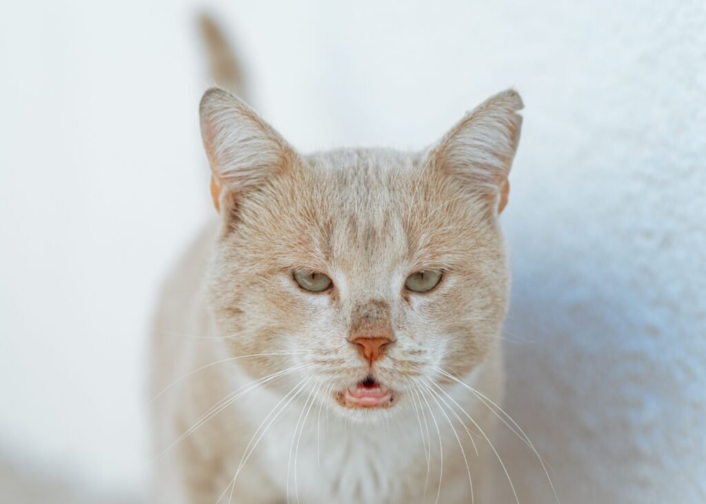 A serene beige cat with green eyes gazing intently. Ideal for pet lovers.