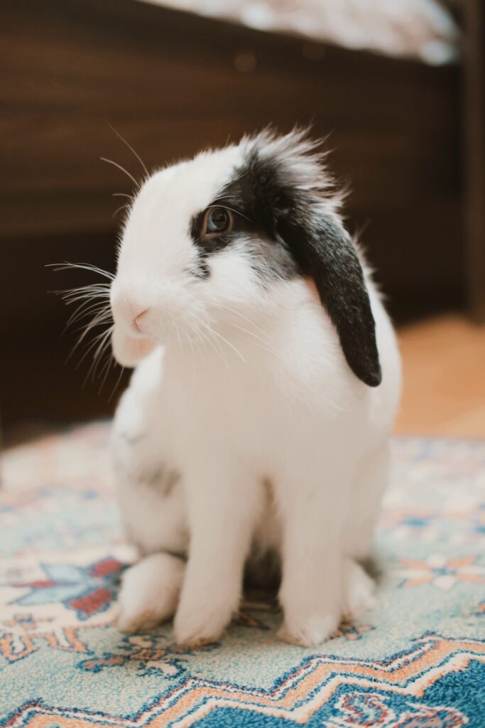 Adorable black and white lop-eared rabbit sitting on a patterned rug indoors.