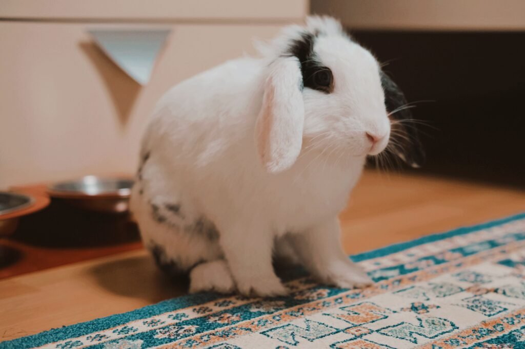 Charming Holland Lop rabbit with black and white fur resting on a colorful rug indoors.
