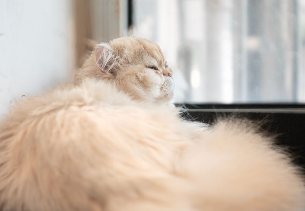 A fluffy Persian cat relaxes by a sunlit window, enjoying a peaceful moment indoors.