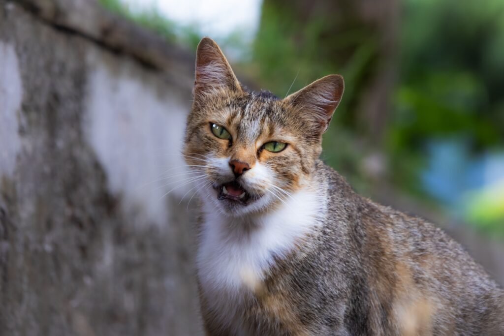 Portrait of a tabby cat outdoors in Pazar, Rize, Türkiye. The cat appears playful and curious.