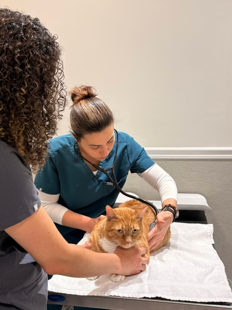 Veterinarian conducts a health examination on an orange cat using a stethoscope in a clinic.