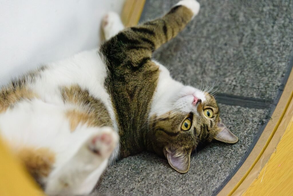 A tabby and white cat lying on its back indoors, looking content and playful.