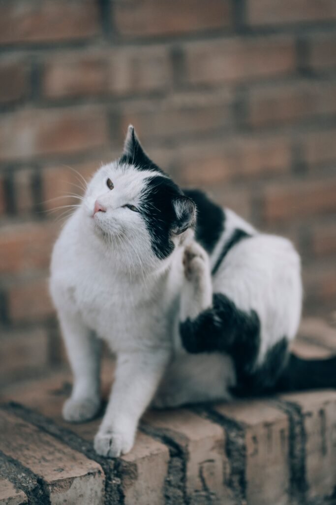 Black and white cat scratching itself on a brick wall in Samarkand, Uzbekistan.
