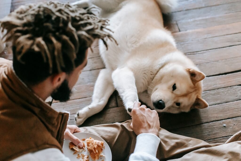 Are Chicken Gizzards Good for Dogs? From above of playful cute Akita dog lying on wooden floor and holding hand of unrecognizable bearded ethnic male owner eating yummy croissant