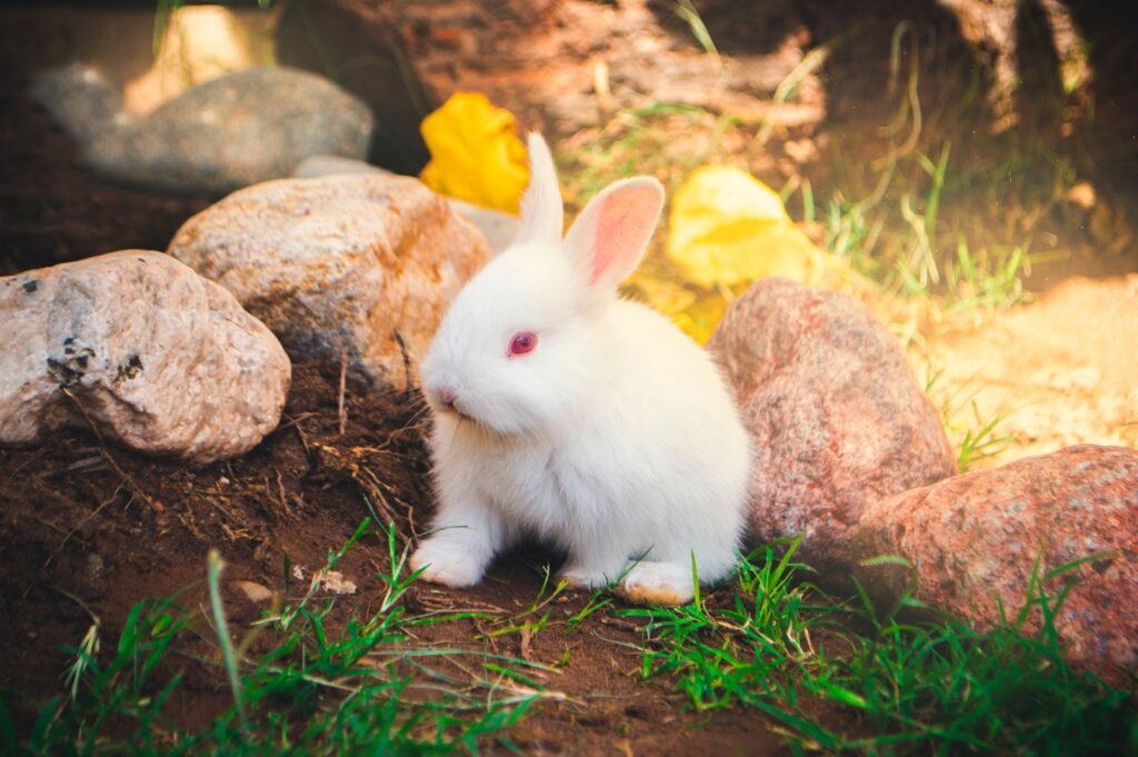 A cute white rabbit sits among rocks and grass, bathed in gentle sunlight.