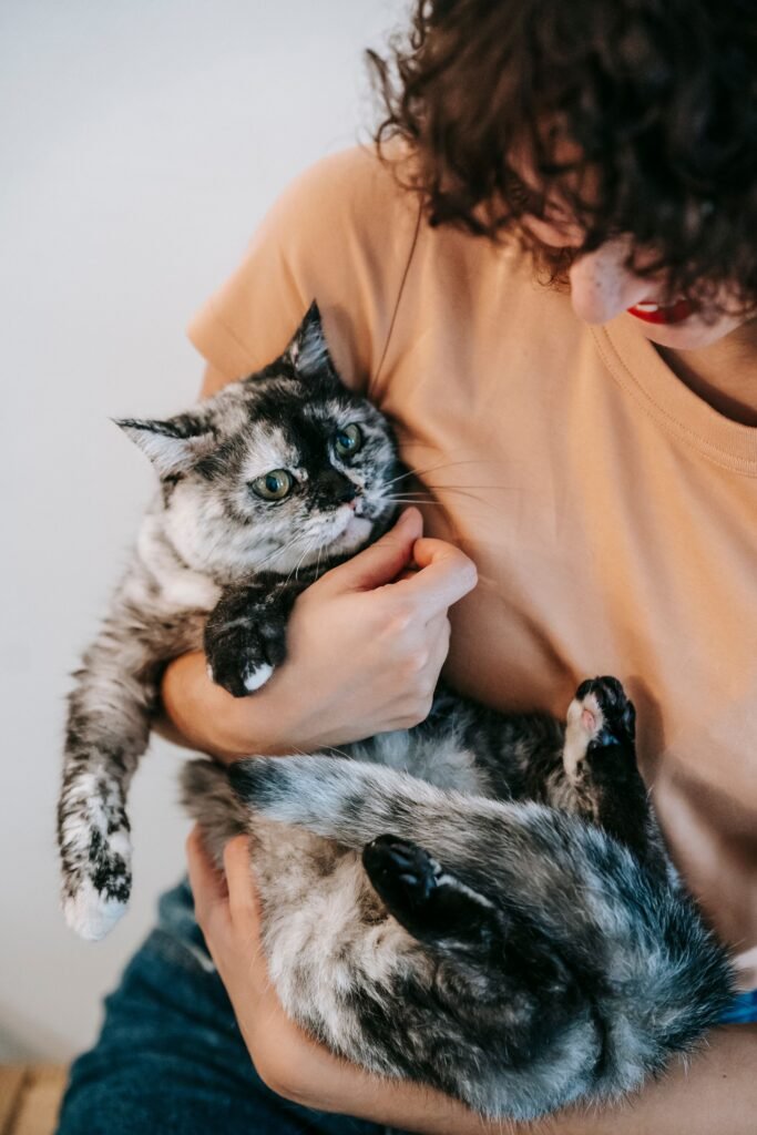 Crop anonymous cheerful female embracing adorable fluffy cat with spotted fur while resting in house