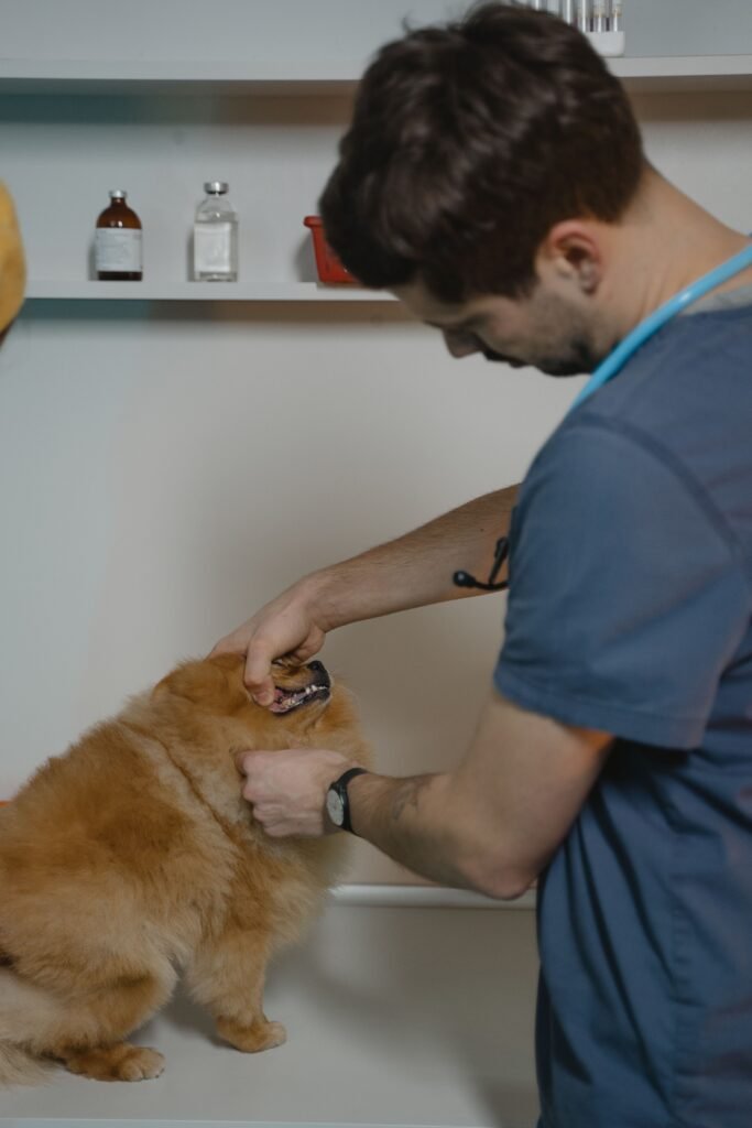 A veterinarian checked a Pomeranian dog's teeth in a clinic with medical supplies visible.