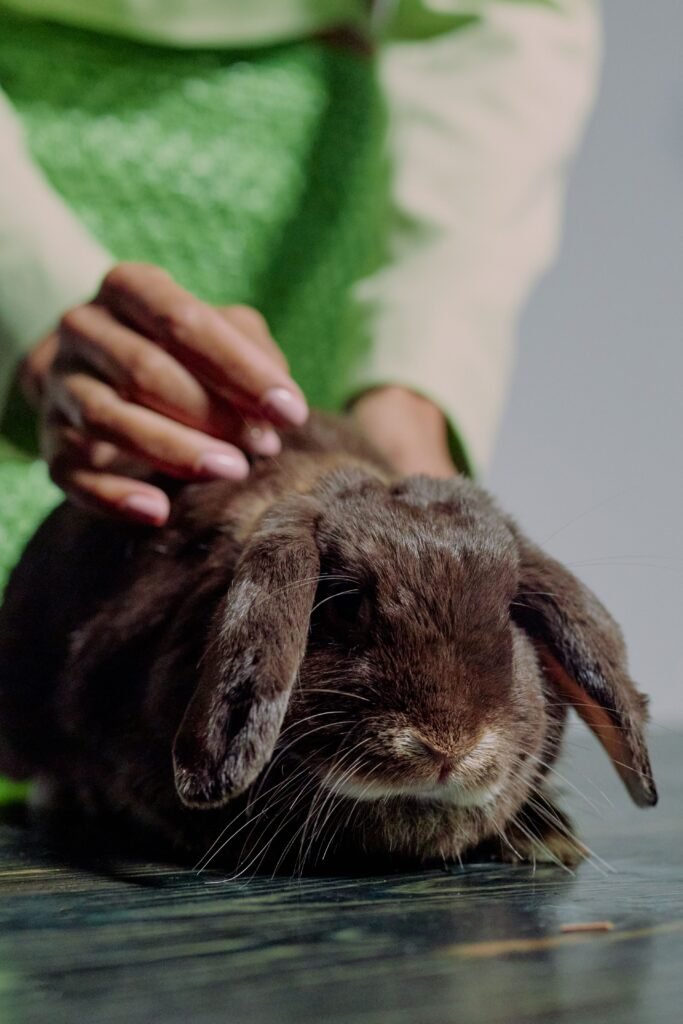 A close-up of a woman gently petting a cute brown rabbit indoors on a green background.